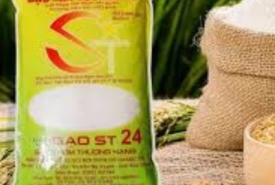 Mua gạo ST24 ở đâu giá sỉ tphcm